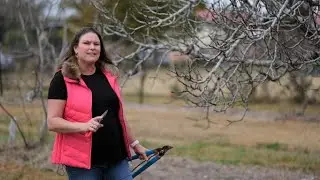 Get It Growing: Winter is a great time to prune and plant trees