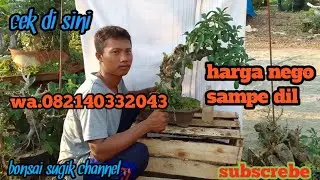 cek harga bahan bonsai di pk turinat harga nego sampe dil wa.082140332043