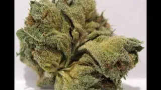 BLOWIN LOUD