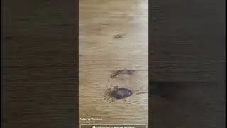 restoration of a wooden table with veneer top