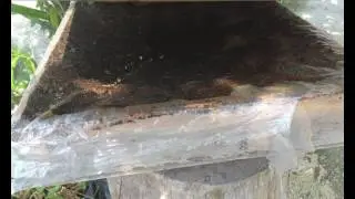 GROUP 1 (UPM FHP 3105 FORESTRY SILVICULTURE) - Video 3 Alternative Crops & Income