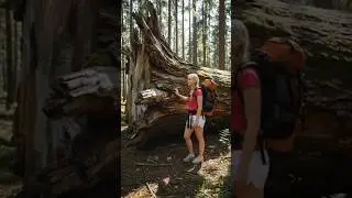 Tree Log vs Rock Shelter Which is SAFER for Survival?