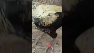 Roosters crowing# cocks noise# #chicken #rooster #shortvideo #viralvideo #trendingshorts