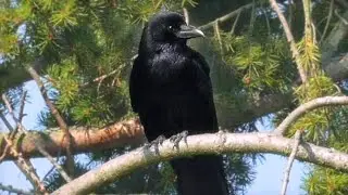 Crows Nest Part 1