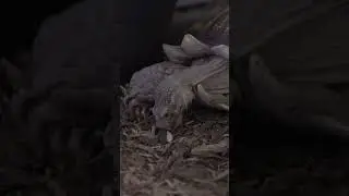 Sulcata Tortoise | Edmonton Valley Zoo #shorts