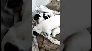 TOP QUALITY MUDHOL PUPPY FOR SALES | Dog for sale in tamil nadu #tamil #status #dog #trending #hound