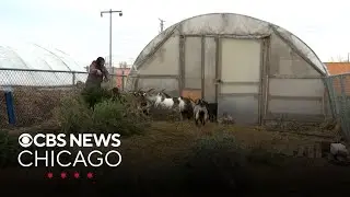 Urban farm treats goats to holiday meal of recycled Christmas trees