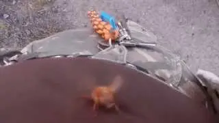 Invasion der Junik&auml;fer ;-)  :: Gerippte Brachk&auml;fer (Amphimallon solstitiale)