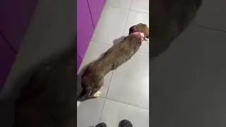 Chance mit einer Katze, Chance kam ganz abgemagert aus der T&ouml;tung raus