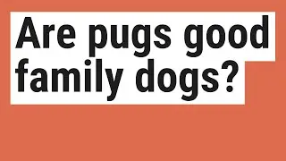 Are pugs good family dogs?