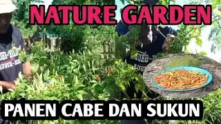 PANEN CABE DAN SUKUN