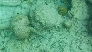 Snake Eel