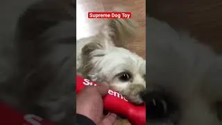 Supreme Dog Bone Toy