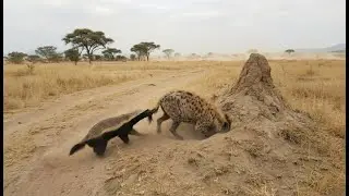 Honey Badger Keeps Biting And The Hyena Finally Backs Off From Her Den