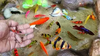 Ловим разноцветных рыбок в пруду! Вы не поверите, какие у них яркие цвета!