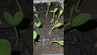 Seedlings after 5 days of starting seeds. Beans cucumbers kohlrabi lettuce spring onion. #gardening