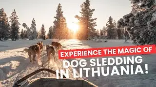 Experience the Magic of Dog Sledding in Lithuania!