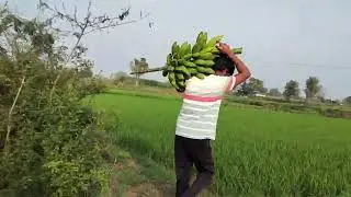 మన ఊరి అరటి కాయలు |trending vairal videos| mana villege content| best videos|