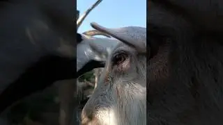 goats close up 🤭🐐#naturedaily #nature #naturelovers #animal #fluffyfriends #goat #cute
