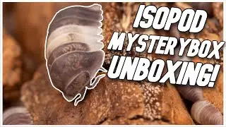 &pound;150 Isopod Mystery Box UNBOXING!!! (POST PODS)