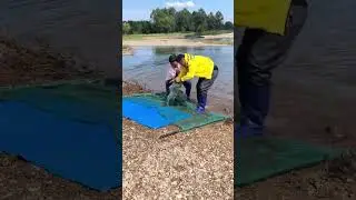 Shallow water fishing: Two-person cooperative lift net catching for stream fish