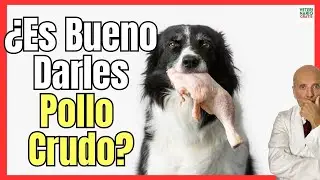 💘 &iquest;LOS PERROS PUEDEN COMER POLLO CRUDO? 💘 &iquest;ES BUENO O MALO?