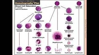 BONE MARROW EXAMINATION 2024
