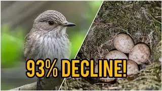 The RARE Spotted Flycatcher Nest! Bird Nesting 2025 | Part 7 - Lots Of Scrub Warbler Nests!