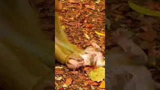 So Adorable newborn baby Lucie's life 😘😍❤️ part74#short#Lucie