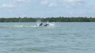 Irrawaddy Dolphins Borneo!
