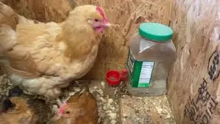 What do you get when you cross Buff Orpington and Barred Rock chickens? Trouble!!