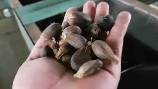 Nut Grading Conveyor Pabrik Kelapa Sawit.