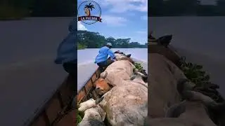 Transporte de Ganado