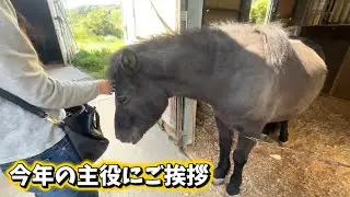 午年なのでお馬さんに癒されてきました