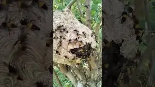 Why You Should NEVER Destroy a Hornet's Nest! #hornet #nature #dangerous