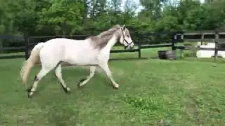 Llamas, Connemara Pony, Kitties & French Angora Rabbits | Dawn of Promise Farm