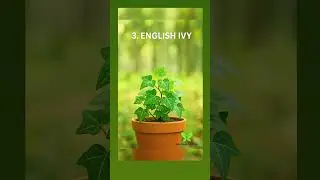 5 plants that attract positive energy #hariyaliculture#plants#plantcare#postivevibes#postiveenergy