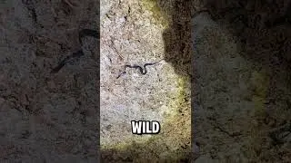 Snake found on the CEILING!! Insane climbing skills!