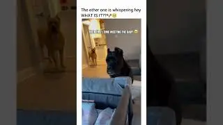 That’s his baby now 🥹🥹 #dog #funny #petshub #dogshorts #pets