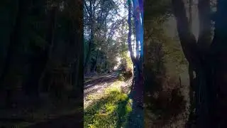 Ambiance d'automne #automne #soleil #for&ecirc;t #balade