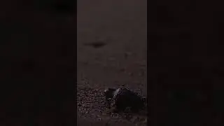 The new Florida law which could kill sea turtles