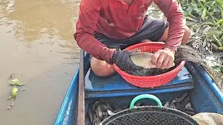 Săn bắt cá đồng bơm  nước bằng 12 cửa ngục vào được mẻ cá lớn