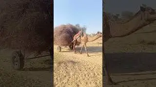 Carry Goods on Camels in desert
