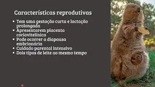 Sistema reprodutor dos marsupiais