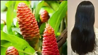 Ginger shampoo plant