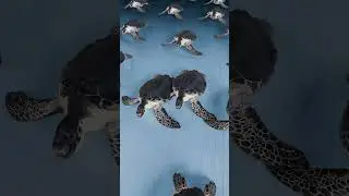 Rats Pulling A Godzilla vs Monkey Pulling A Godzilla