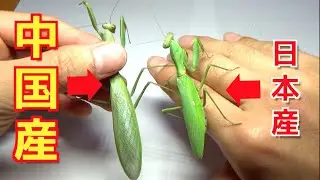 【※危険】中国産カマキリが日本産を絶滅の危機へ追いやっています