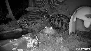 My Pacman Frog Shedding in the Dark