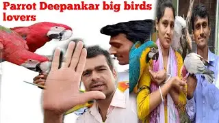 parrot Dipankar exotic bird breeding farmhouse ke clips🙏(gs bhandari technical vlog)#parrotdeepankar