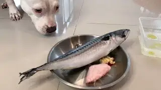 nomyen the Pit Bull VS.🇳🇴🐟A Whole Norwegian SABA [ASMR] MUKBANG | 犬が生の肉を食べる 개는 날 음식을 먹는다 BARF [咀嚼音]